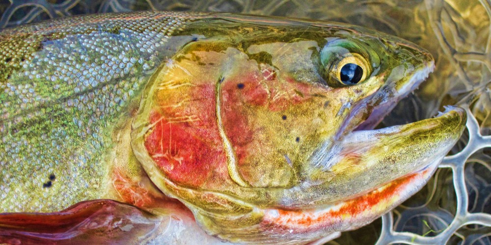 Colorful Colorado - Trout Style