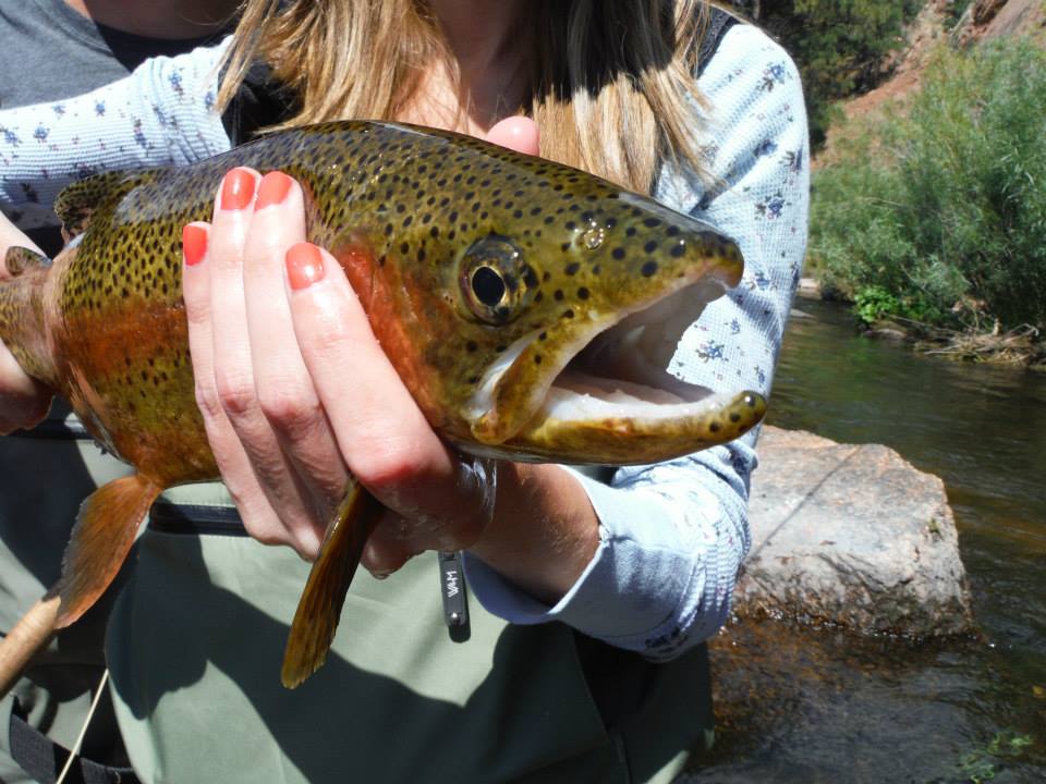 Colorado Fly Fishing, 5280 Angler