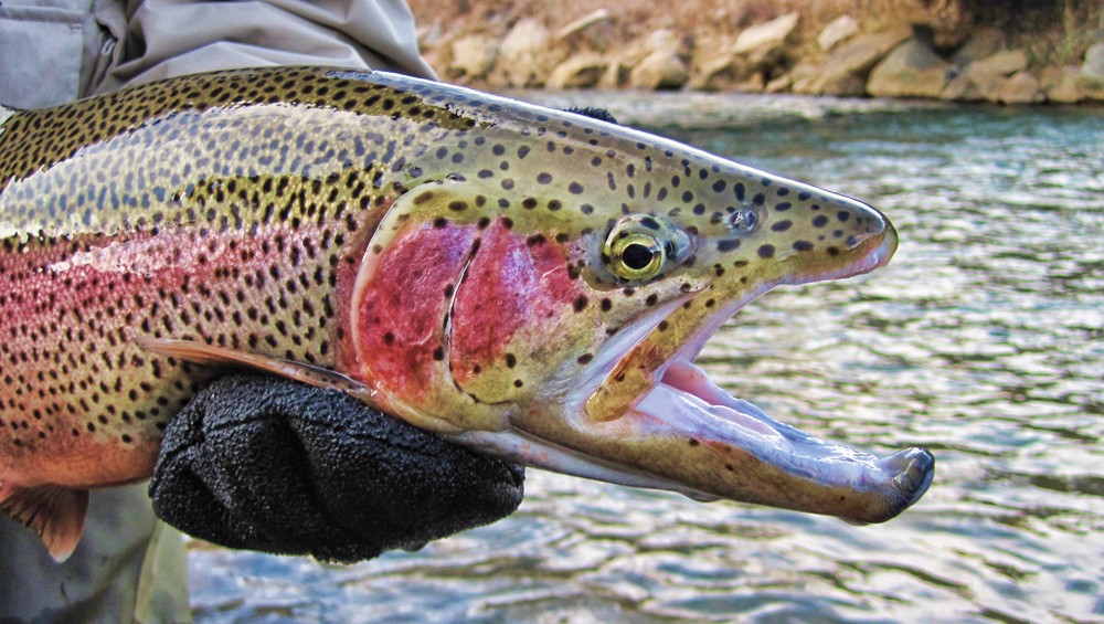  Customer reviews: Allen Company Fall River Fly Fishing