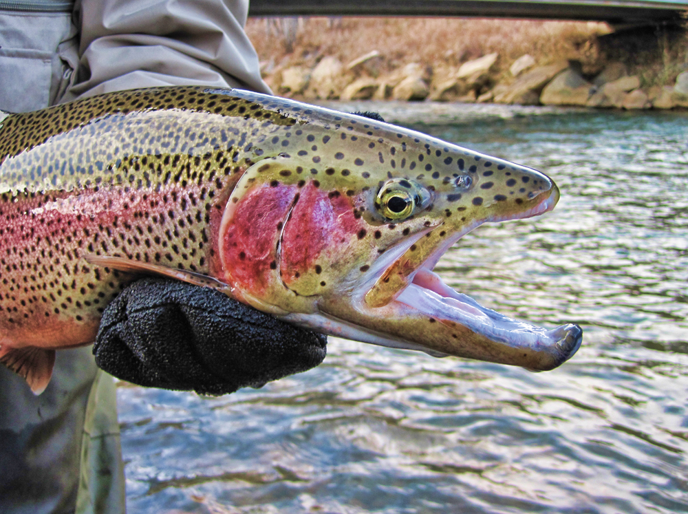 The Beginner's Guide To Fly-Fishing In Colorado - 5280