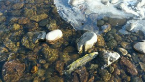 Colorado River Trout