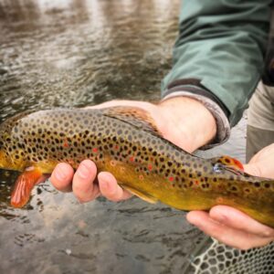 Colorado Brown Trout