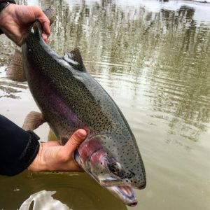 Catch and Release Trout Fishing