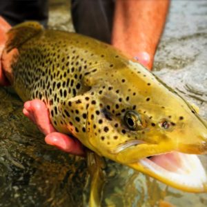 Catch and Release Fly Fishing