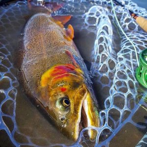 dream stream trout