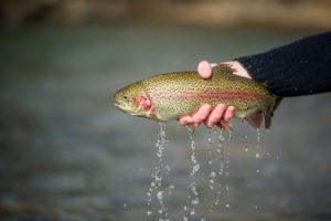 5280 Angler Grand County Fly Fishing