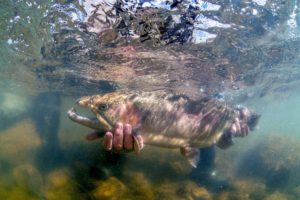 If anyone needs a laugh today, please use my trout holding skills for your  personal amusement. I deserve it. Also, can someone pls teach me how to  properly hold a trout… my