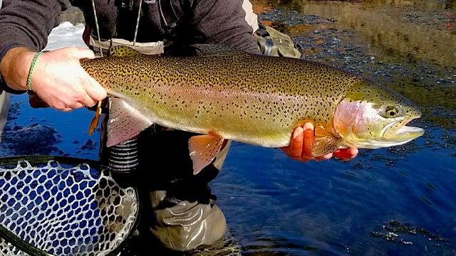 Eagle River Colorado: Private Water Fly Fishing March 20, 2018