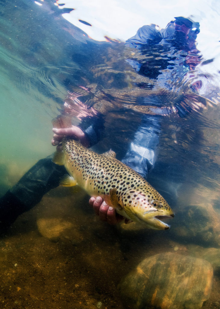 Fly Fishing Boxwood Gulch and Long Meadow Ranch