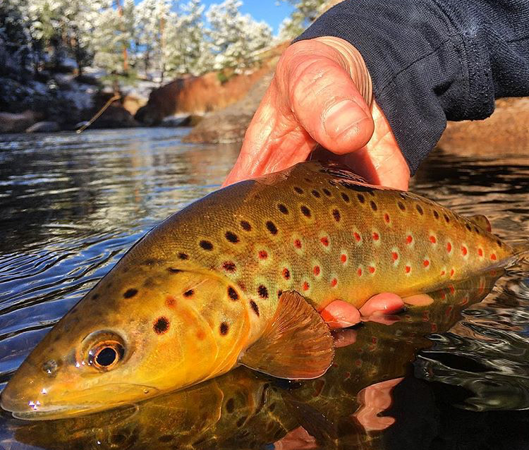 Colorado Fly Fishing Blog 5280 Angler Part 3