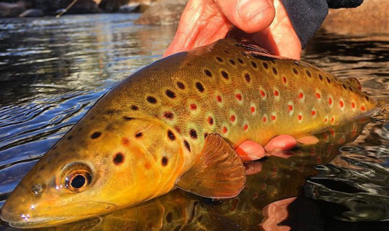 Winter Fly Fishing on the South Platte River