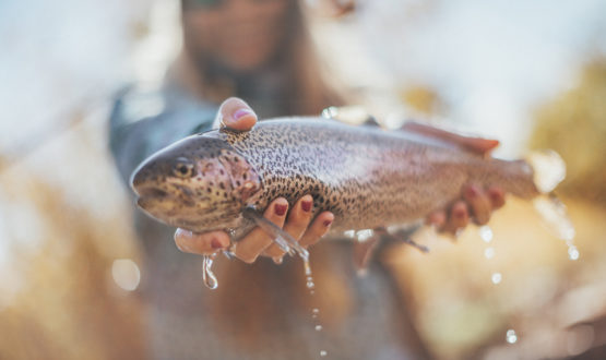 Colorado Guided Fly Fishing