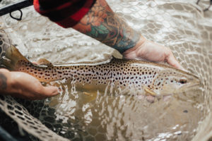 Colorado fly fishing guides