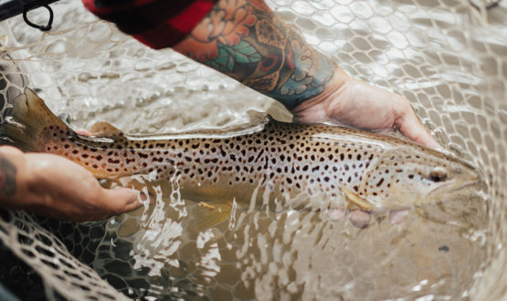 Colorado fly fishing guides