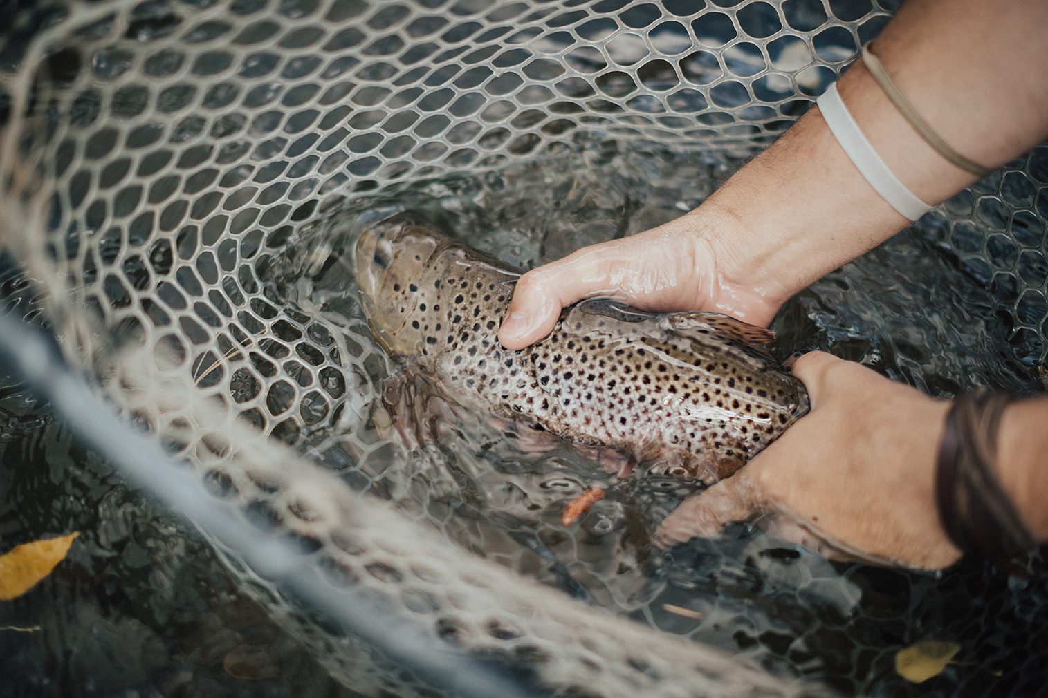 Colorado Fly Fishing Guides Abell River Ranch