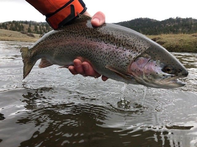 Big Trout at Abell River Ranch