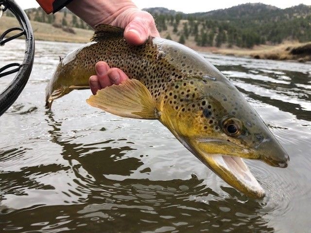 Abell Ranch Brown Trout - 5280 Angler