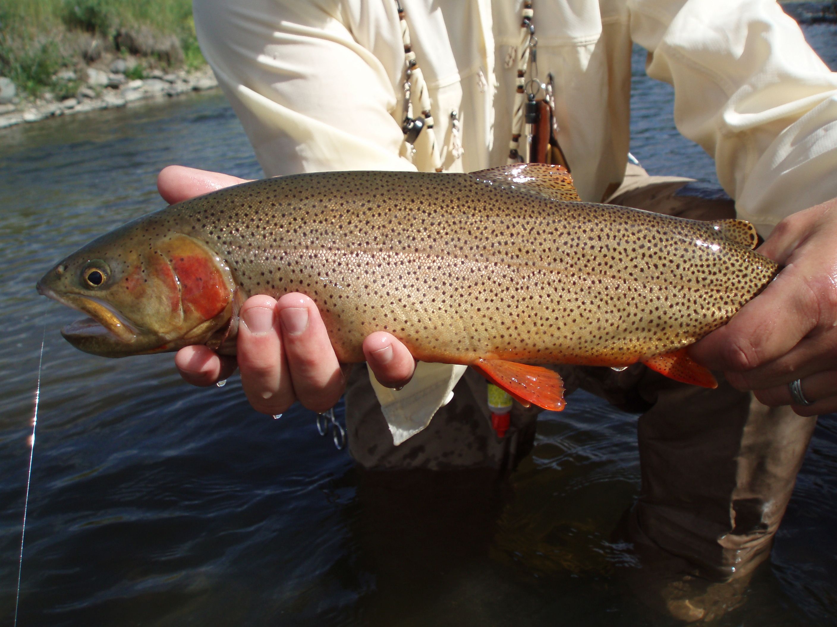 Troublesome Creek Fly Fishing